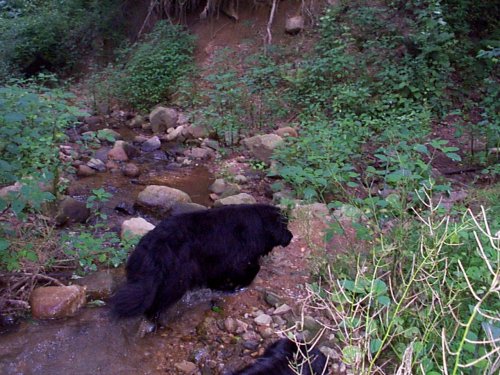 00-07-09_Dogs-84.JPG 65.5K